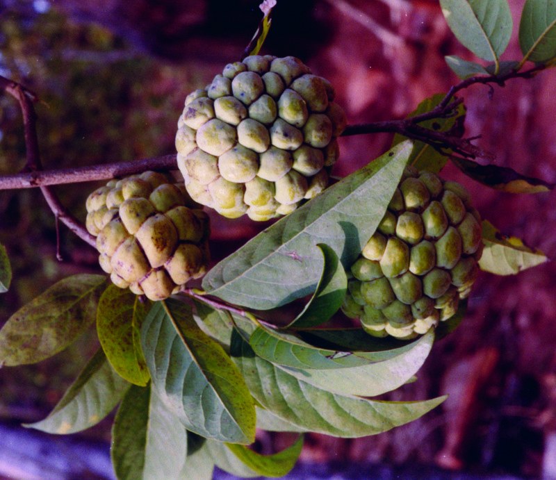 Annonaceae In Annotated Checklist Of The Flowering Plants Of Nepal